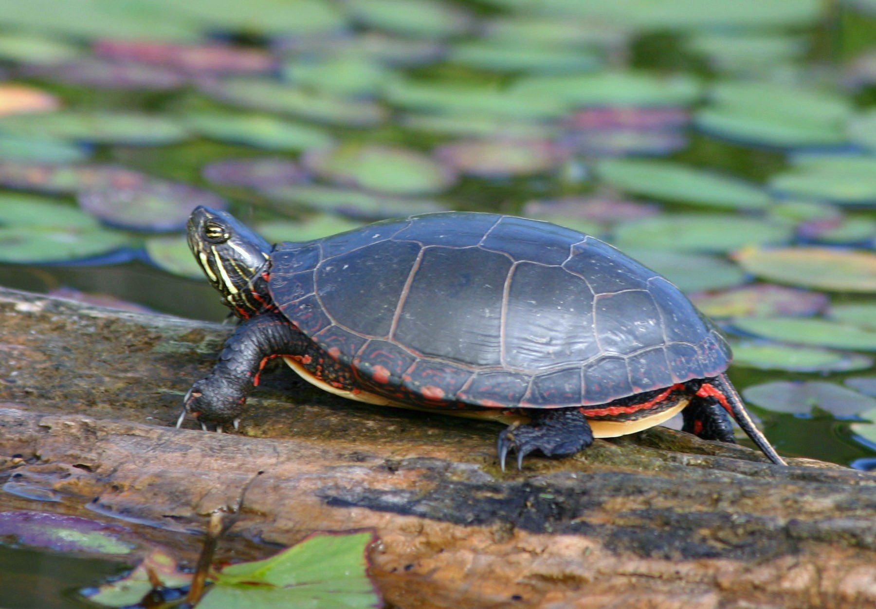 Basking Painted Turtle 3 | Dahlem